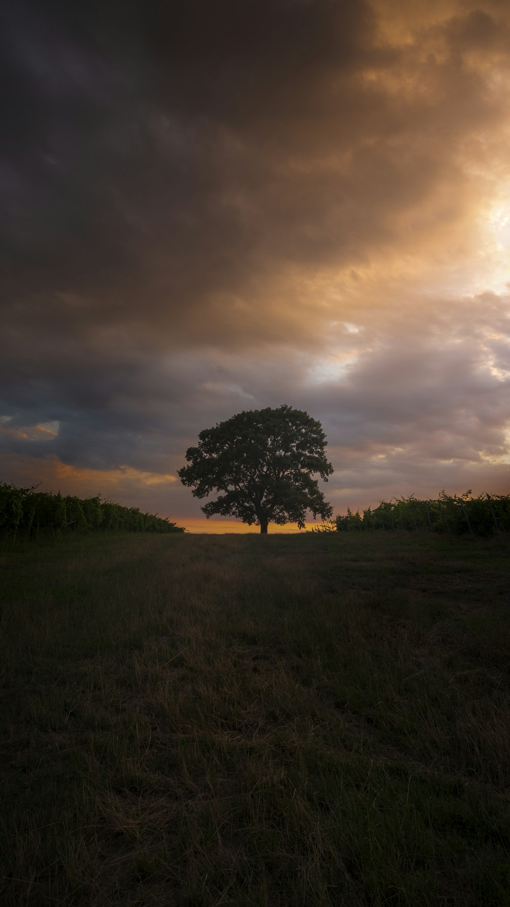 green lonely tree in green field under white and orange skies