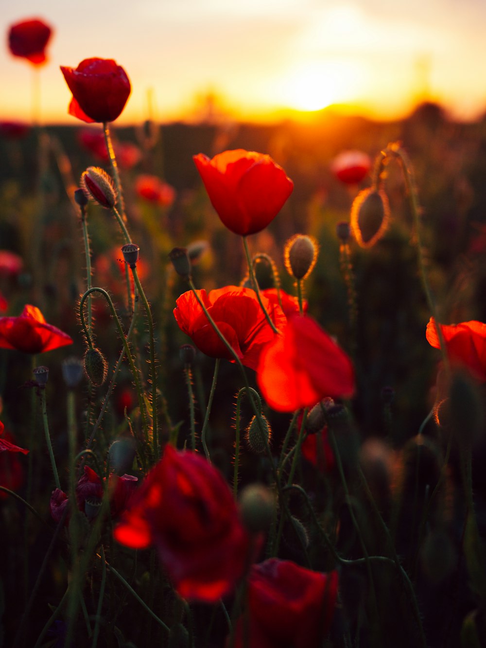 red petaled flower bloom during daytime