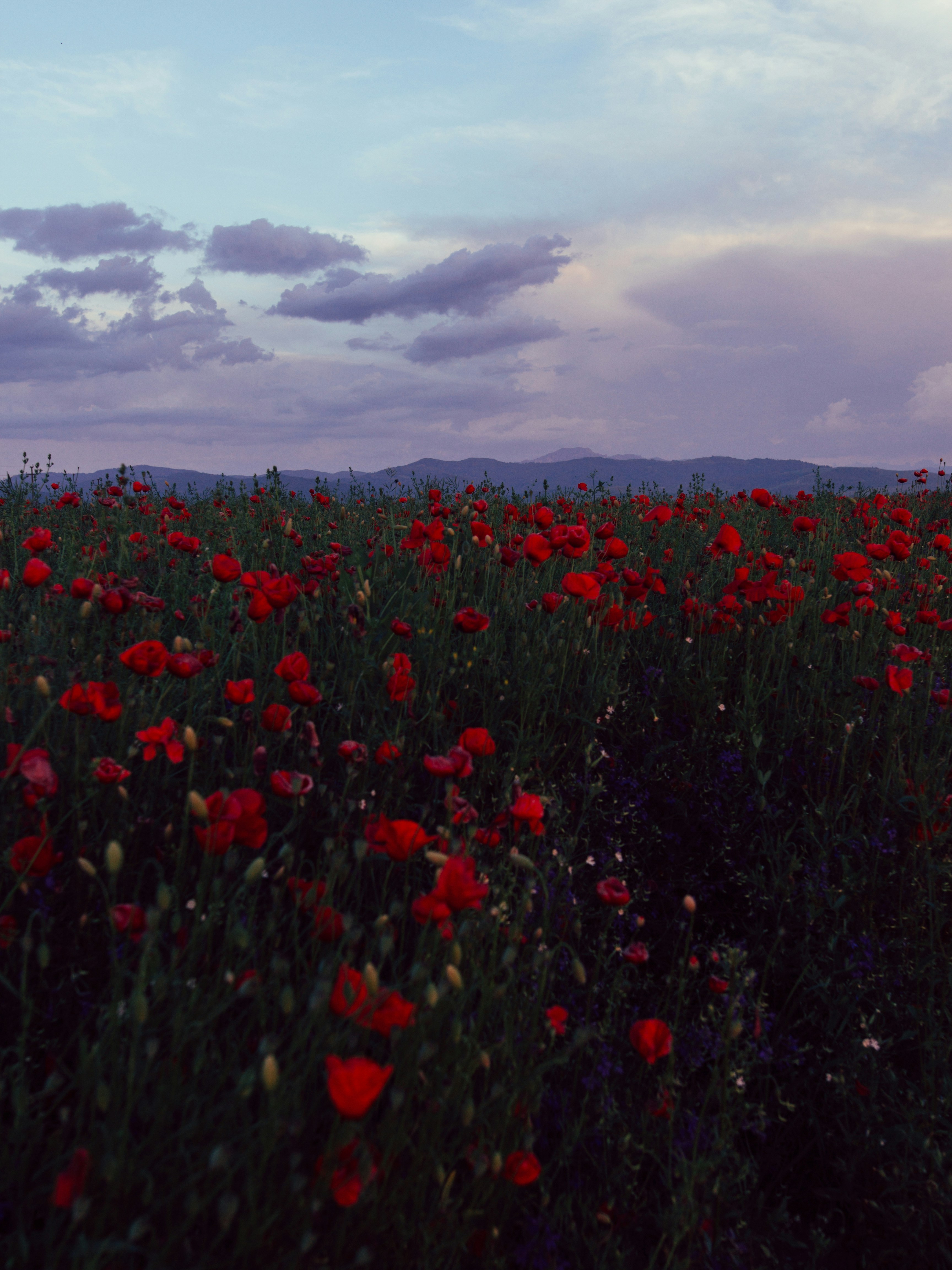 red poppy flower field