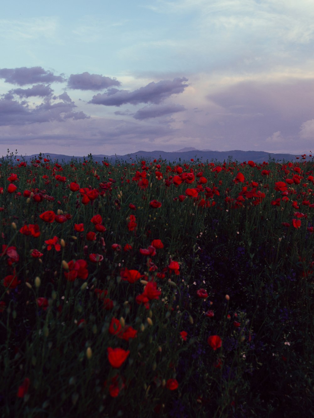 red poppy flower field