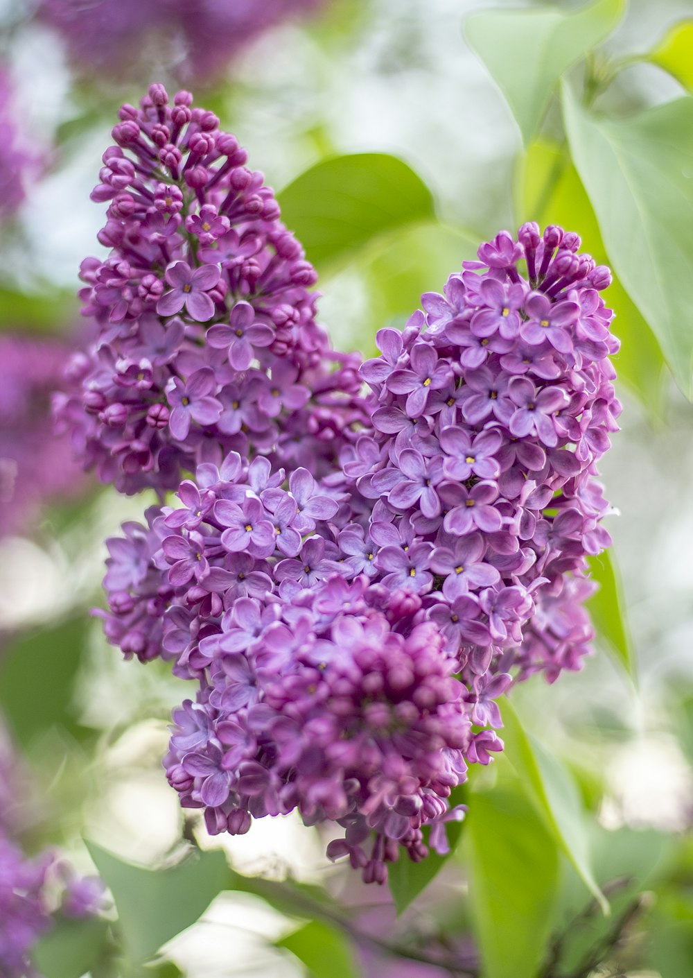 pink petaled flower bloom during daytime