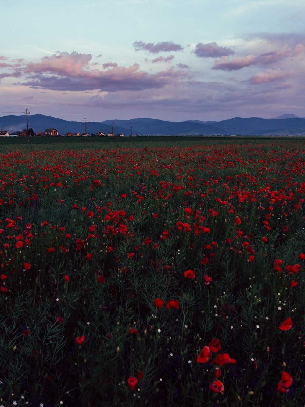 red poppy flower field