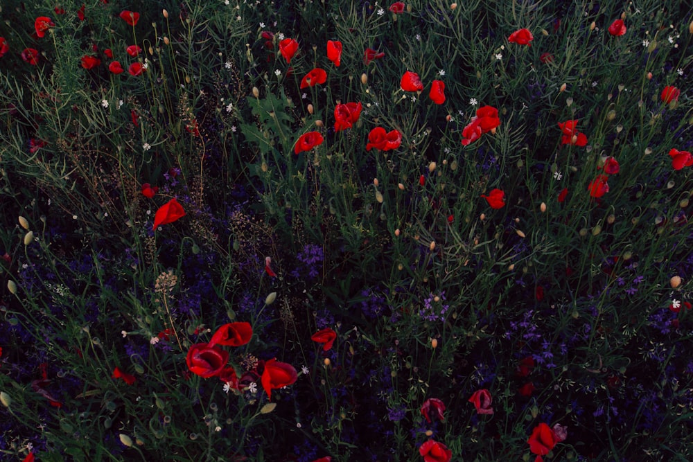 blooming red poppy flower field