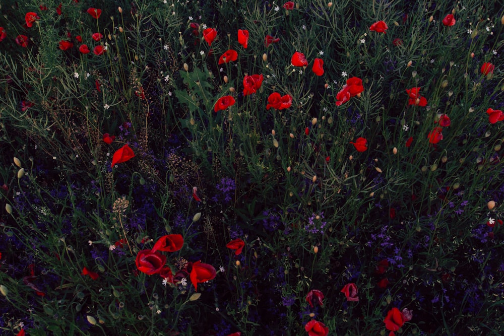 꽃이 만발한 빨간 양귀비 꽃밭