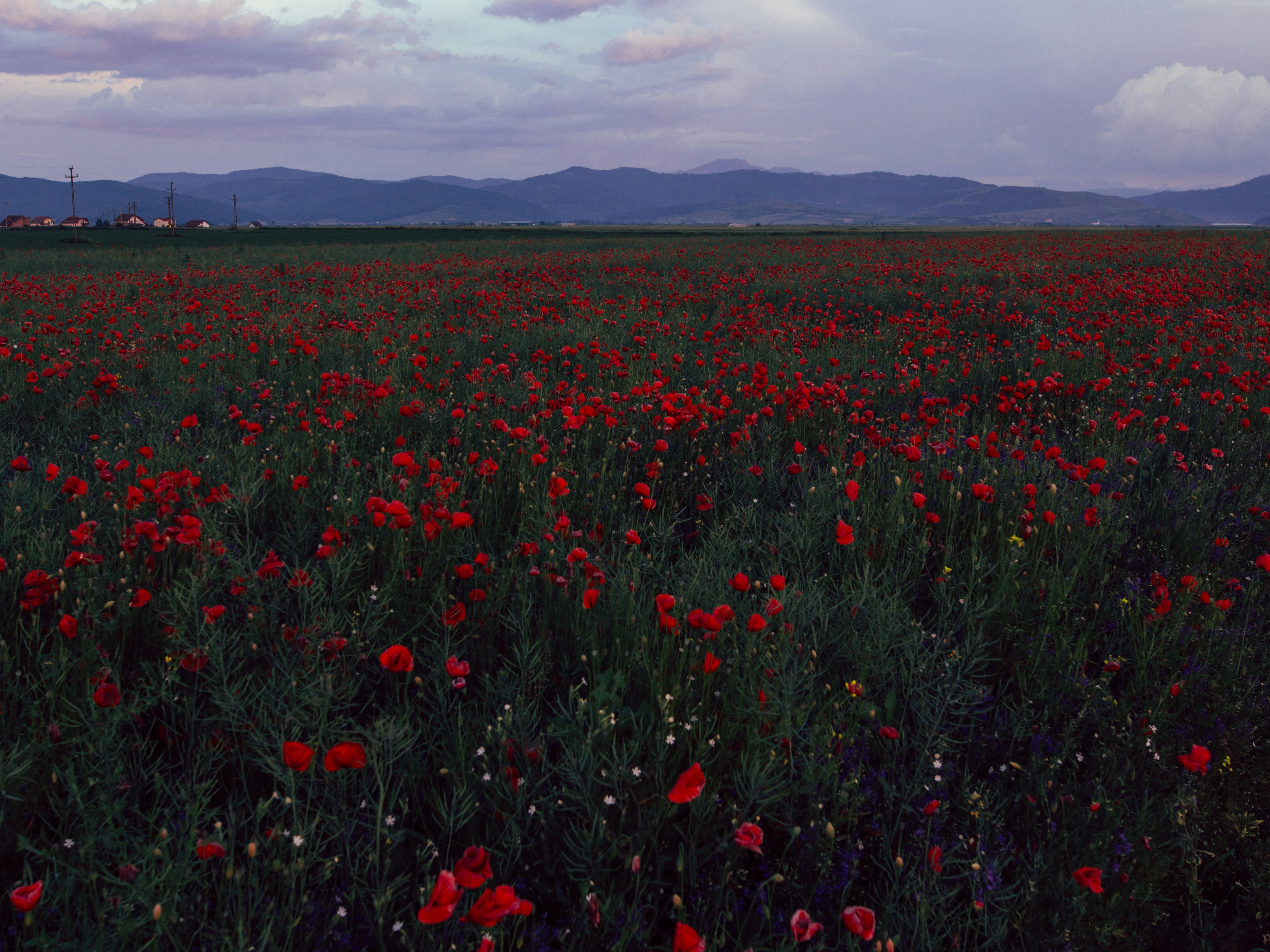field of red poppy flowers
