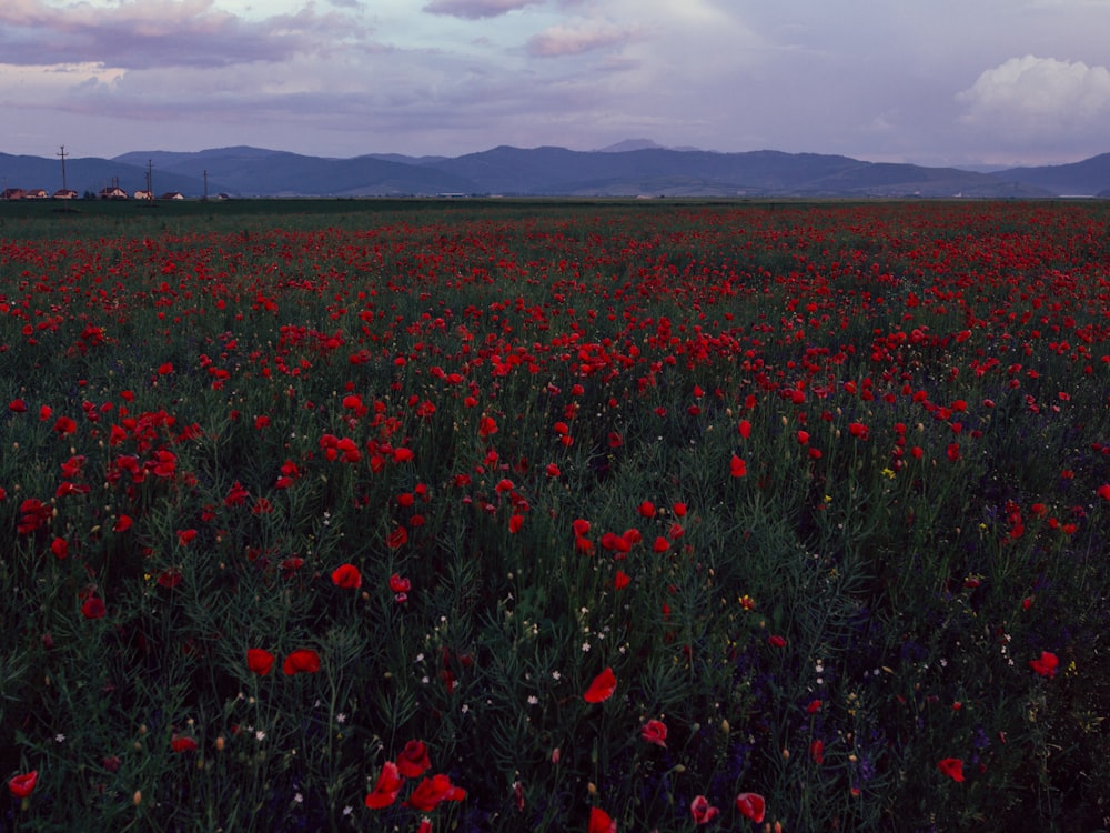 field of red poppy flowers