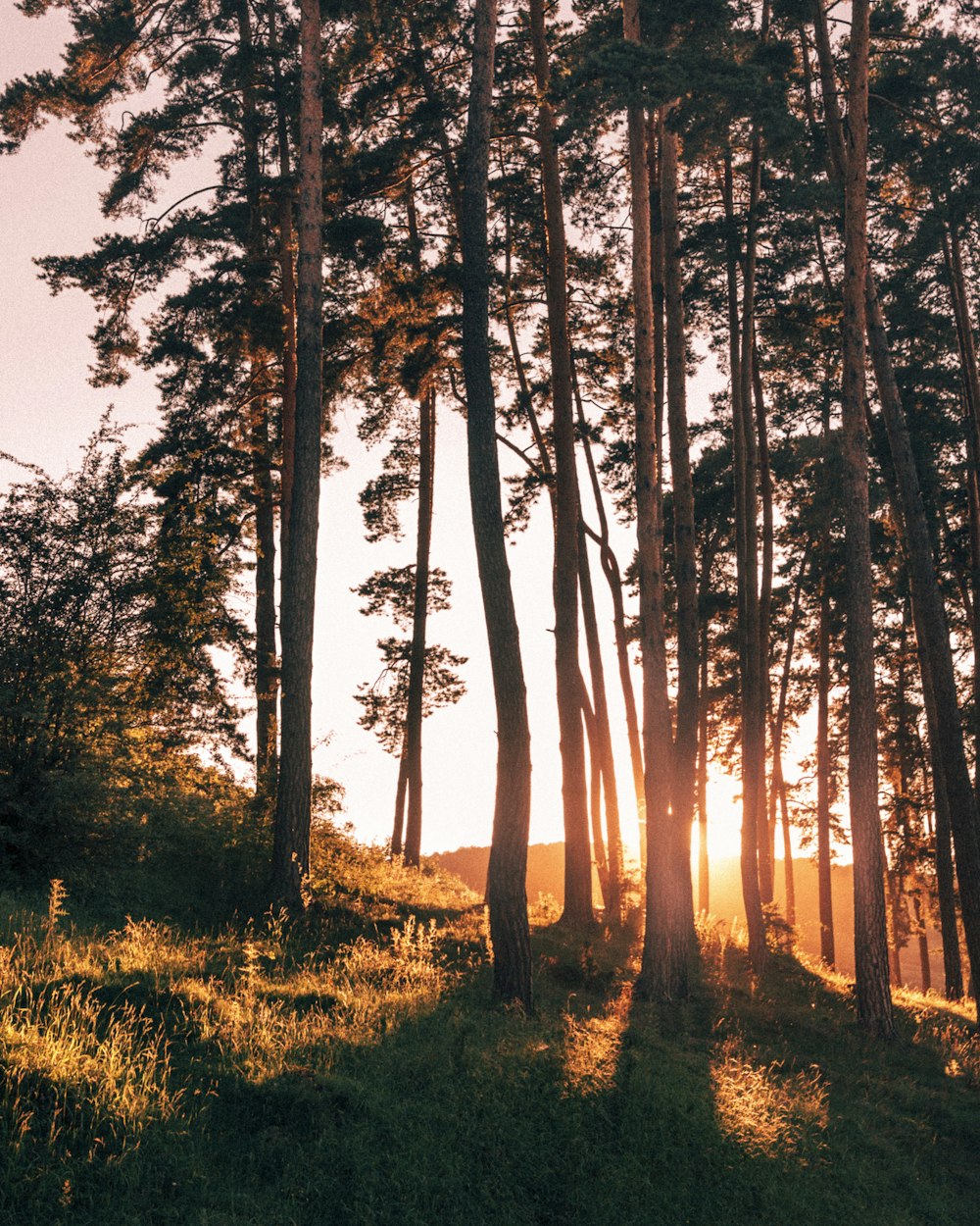 green-leaved trees