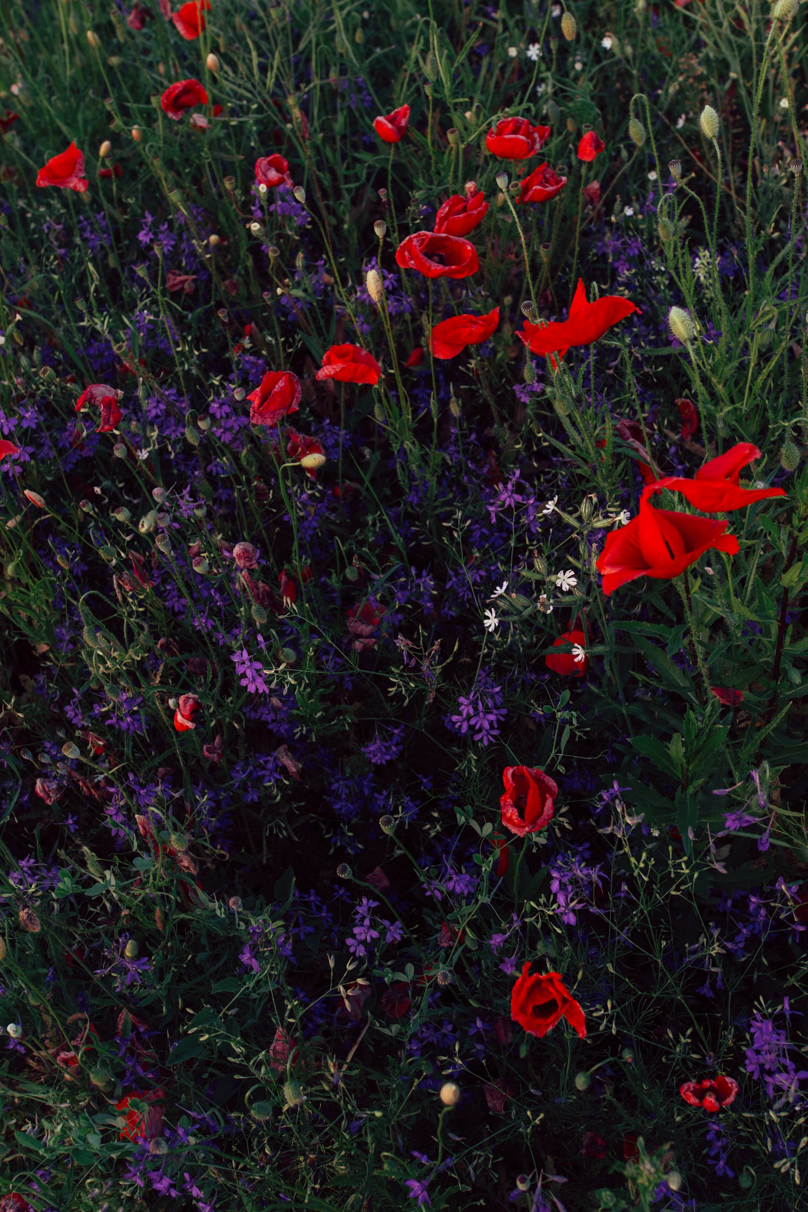 Sigma 20mm F1.4 DG HSM Art sample photo. Red poppy flower field photography
