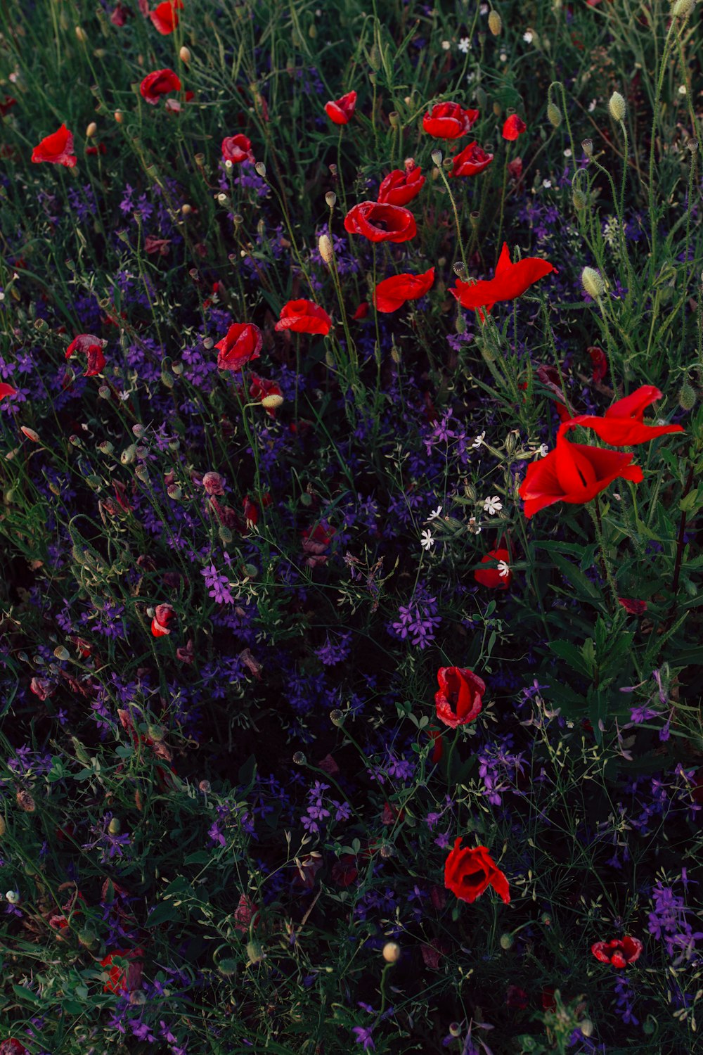 red poppy flower field