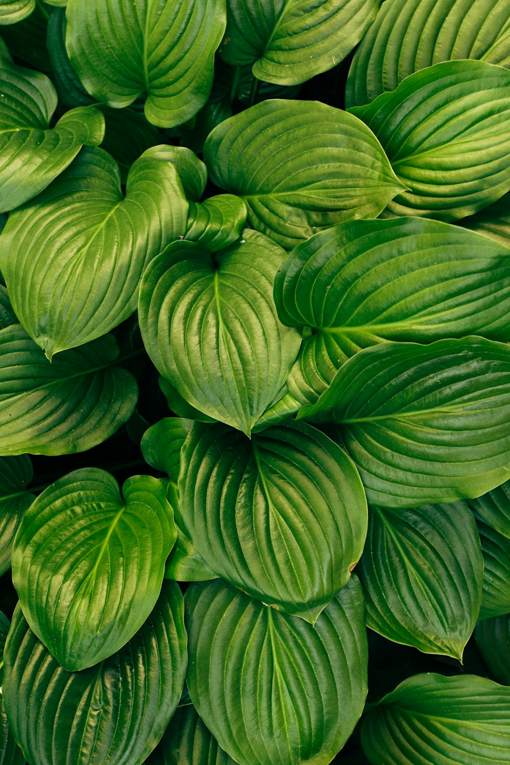 緑の植物