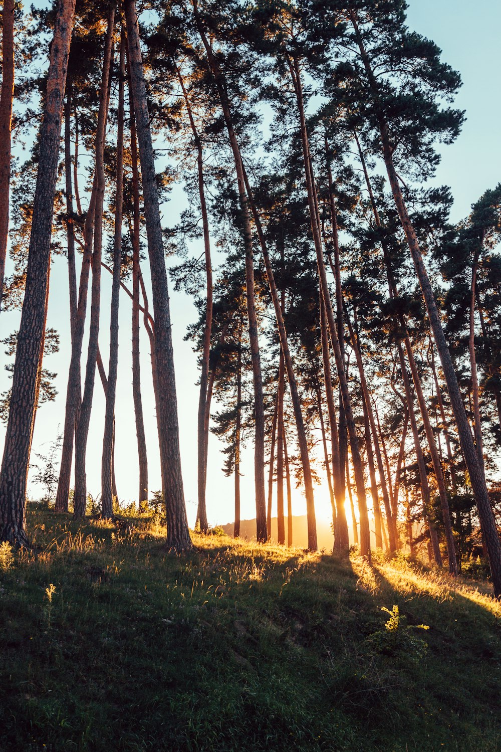 low angle photo of trees during golden hour