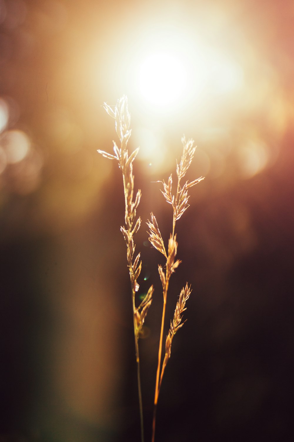 brown field