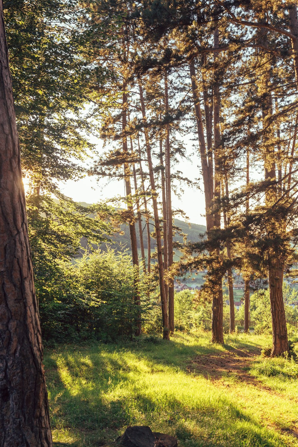 brown trees