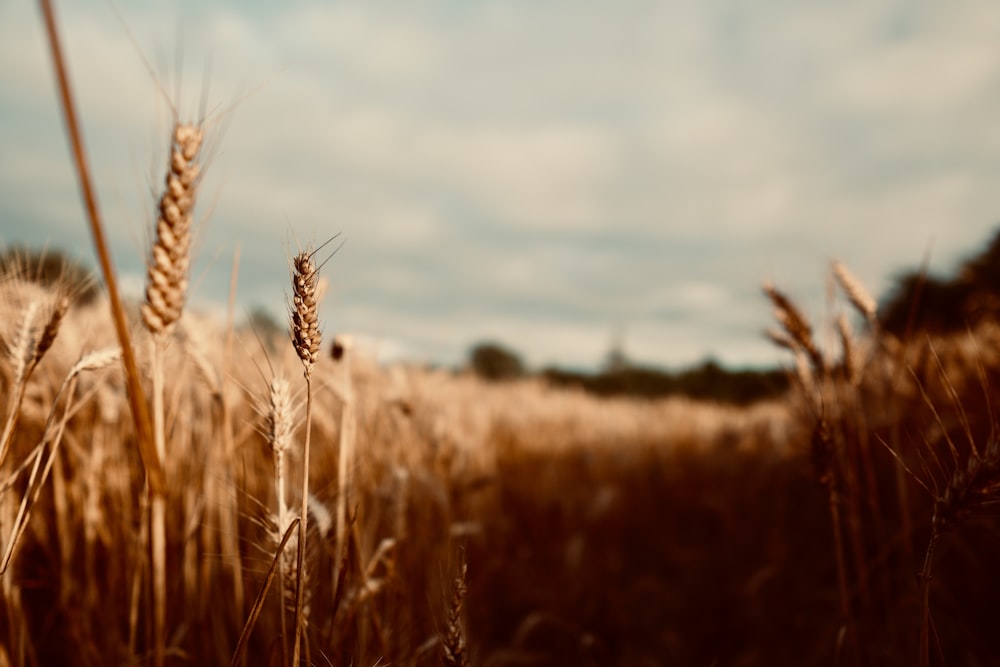 brown hay field during daytime