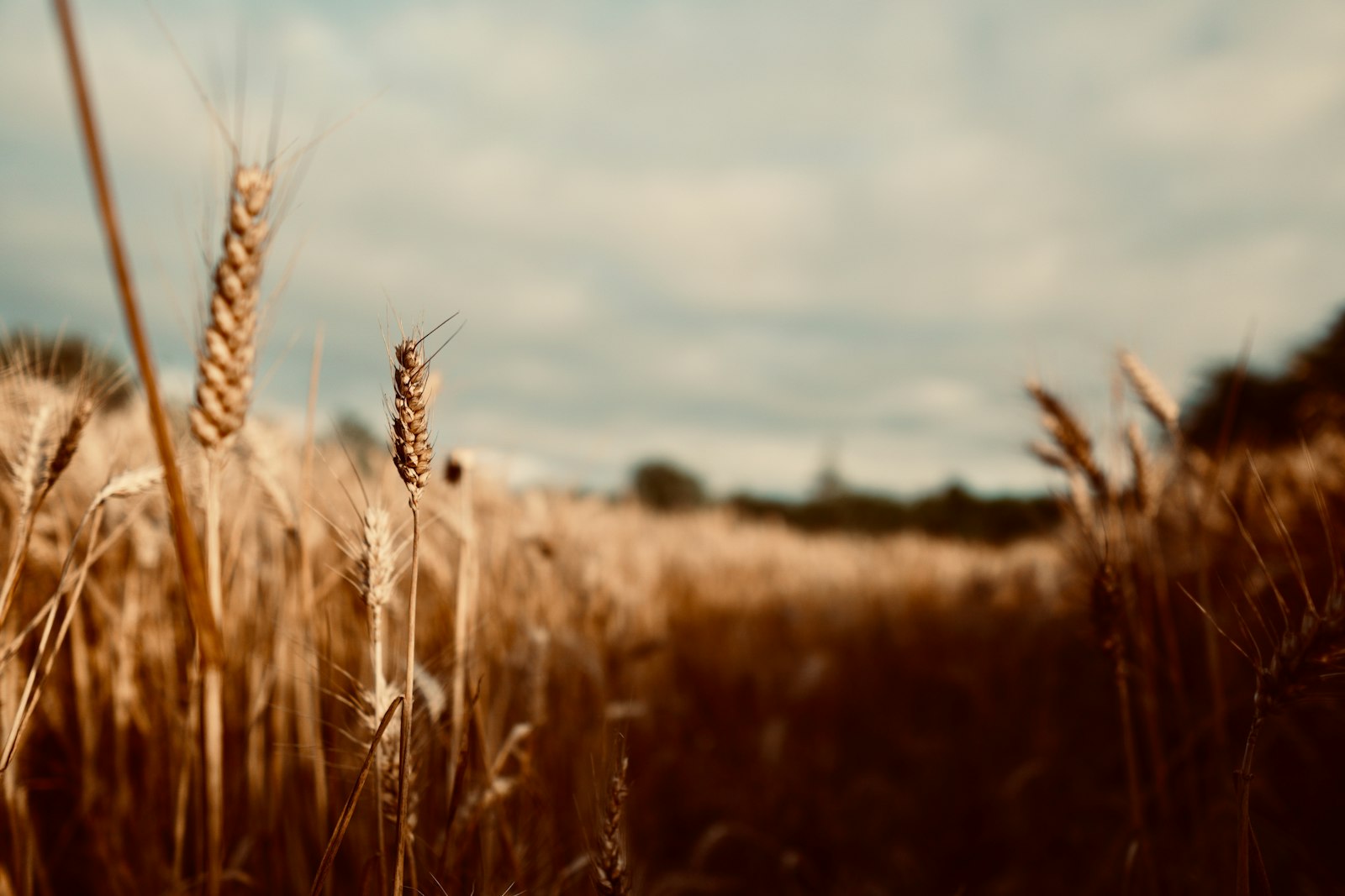 Sigma 16mm F1.4 DC DN | C sample photo. Brown hay field during photography