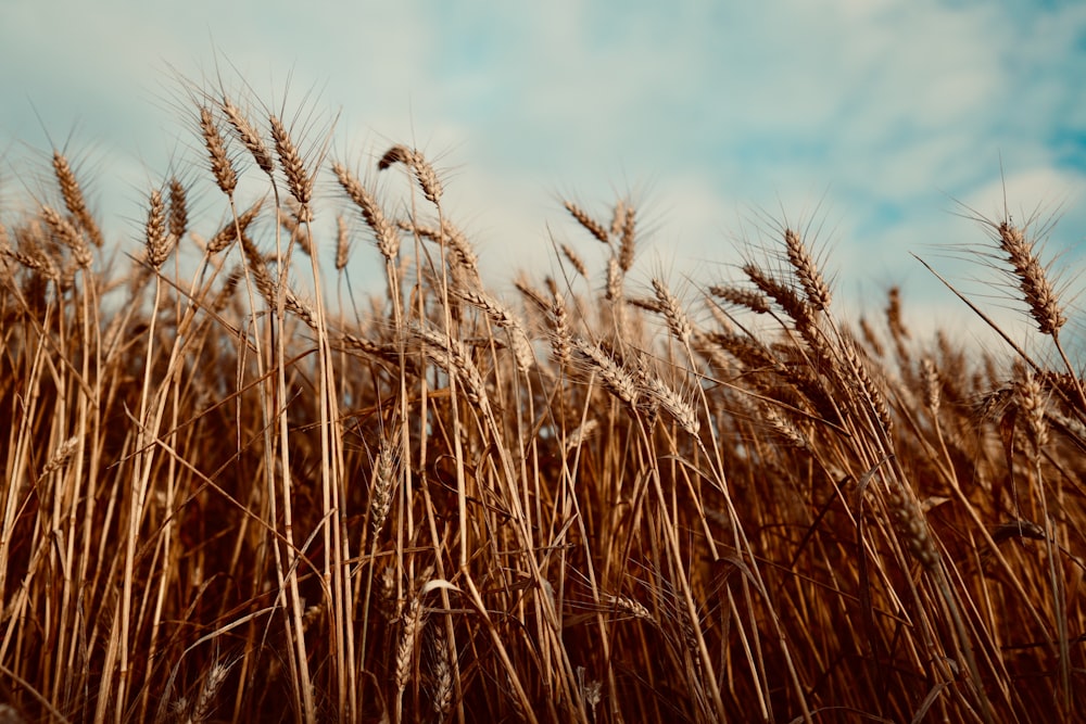 brown wheat field