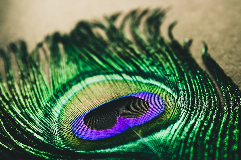 peacock feather on brown surface