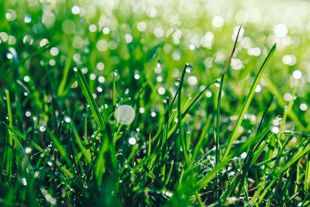 green grass macro photography