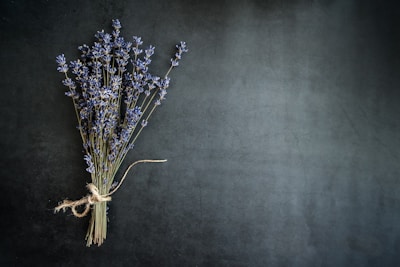 purple lavender flower