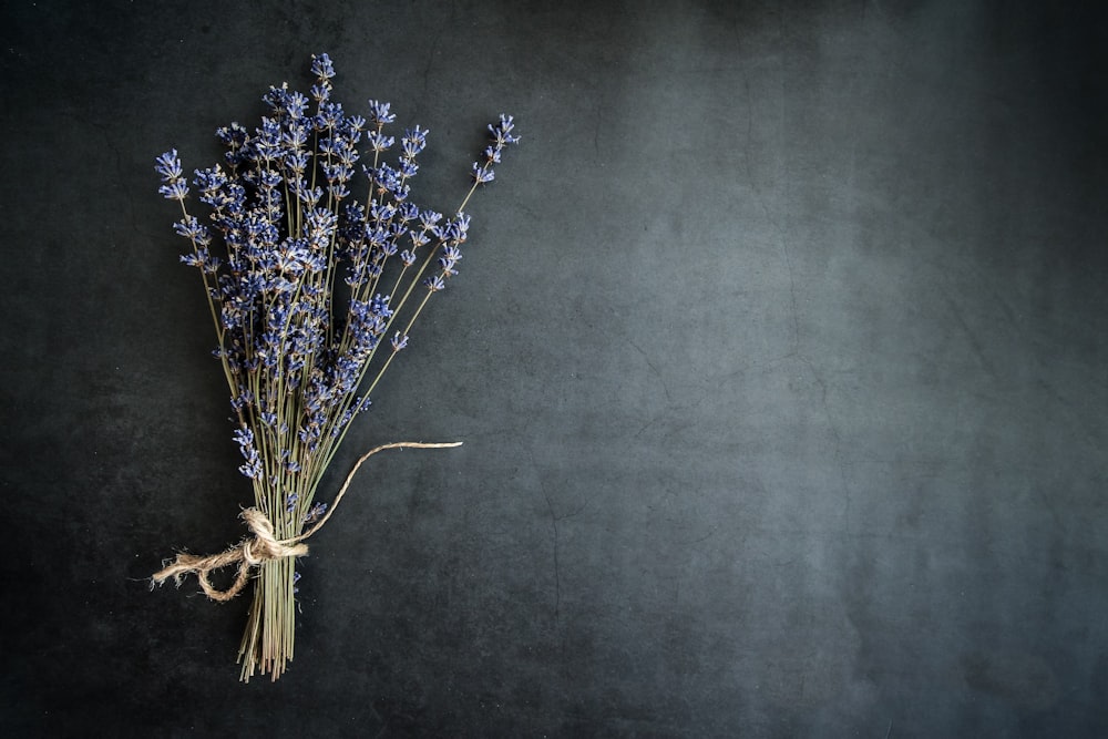 purple lavender flower