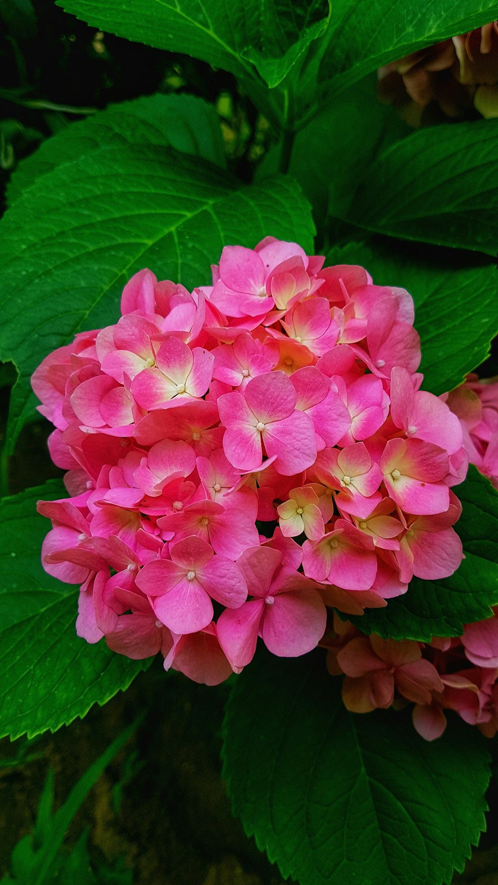 Fotografía de primer plano de flores de pétalos rosados