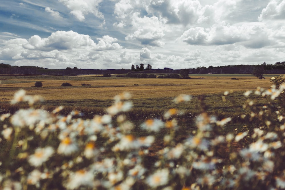 grass field under cloudy sky