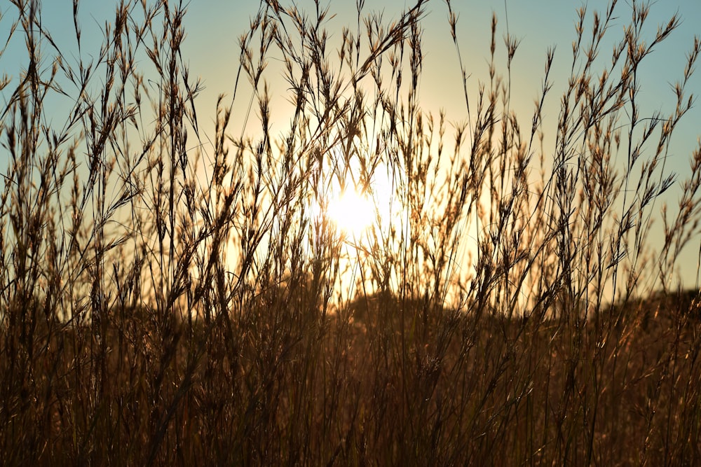 brown plants