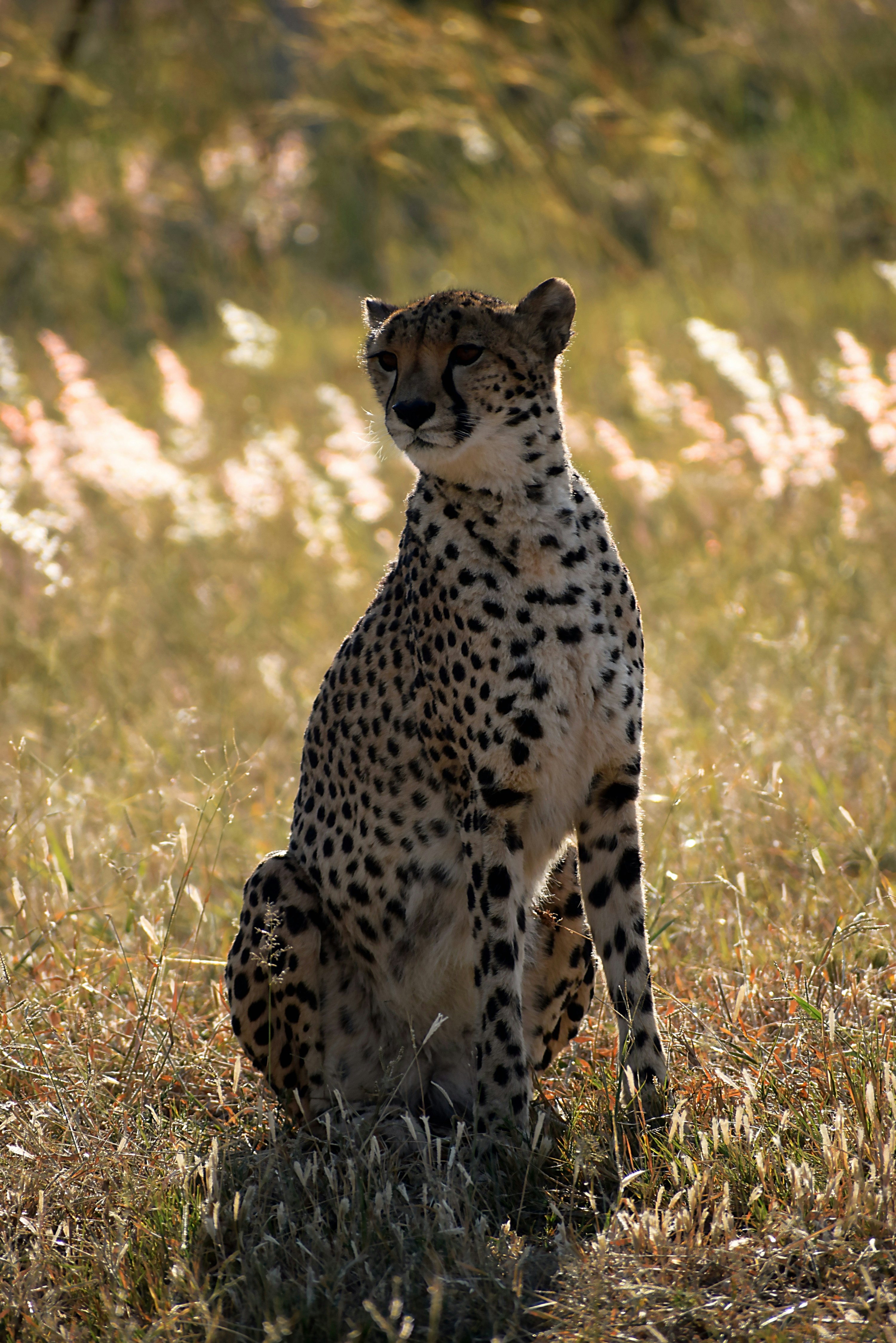 white and black cheetah close-up photography