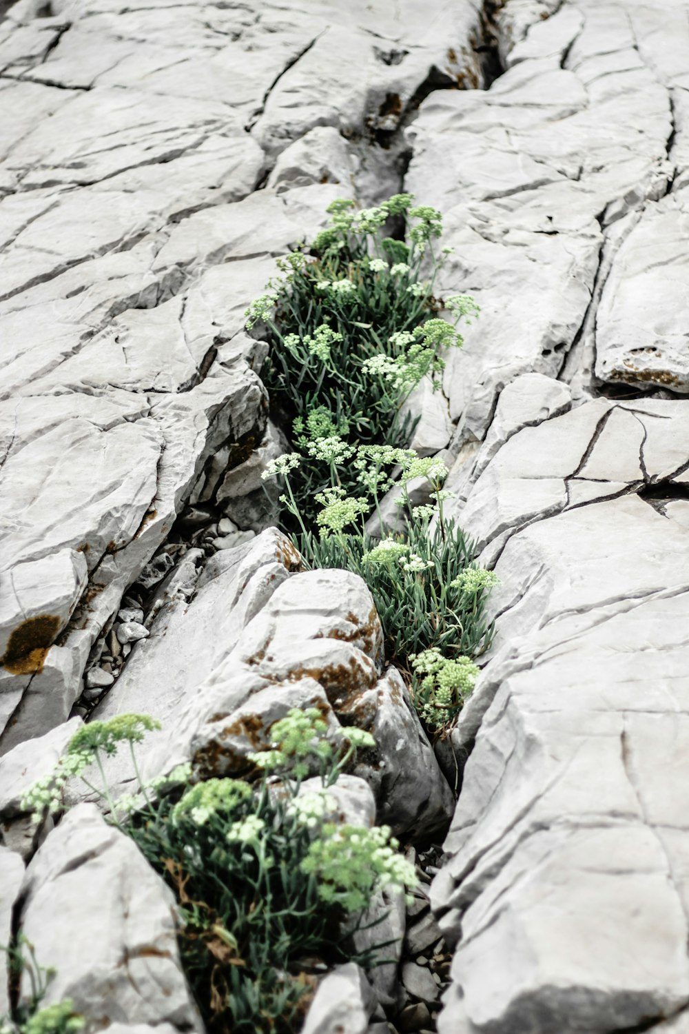 green grass between rocks