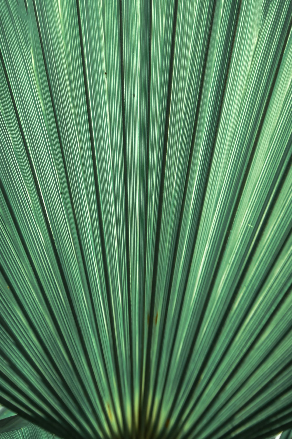 a close up of a large green leaf