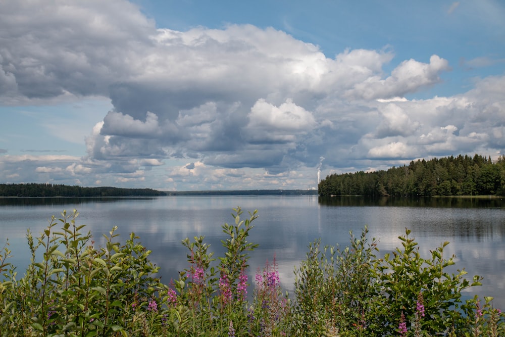 trees and plant surrounding body of water under cloudy sky