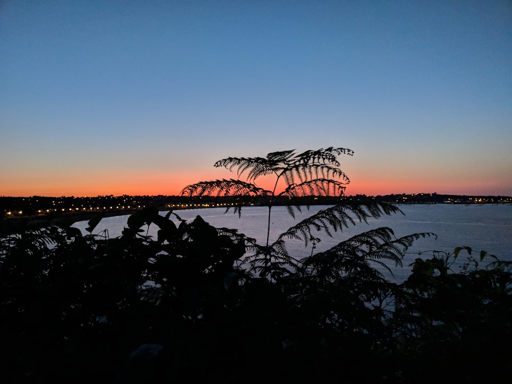 silhouette of tree beside body of water during golden hour