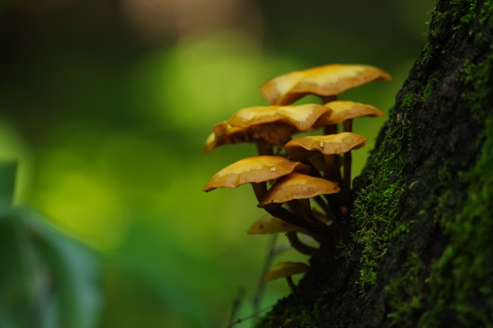 brown mushroom