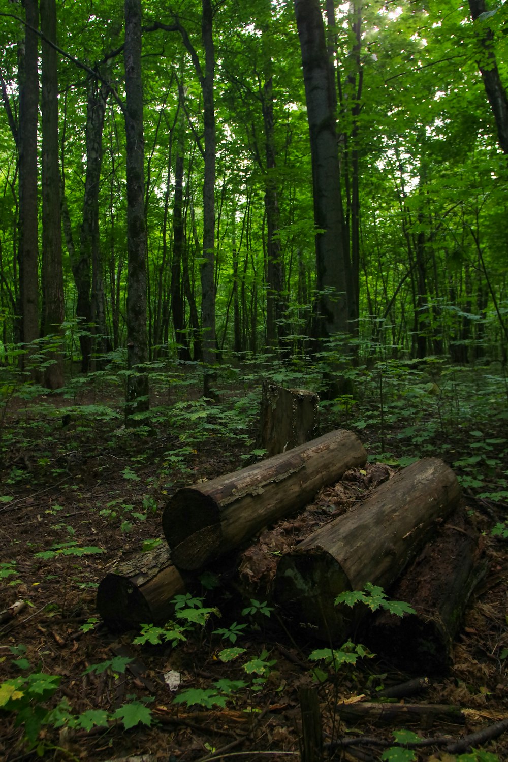 green and black trees