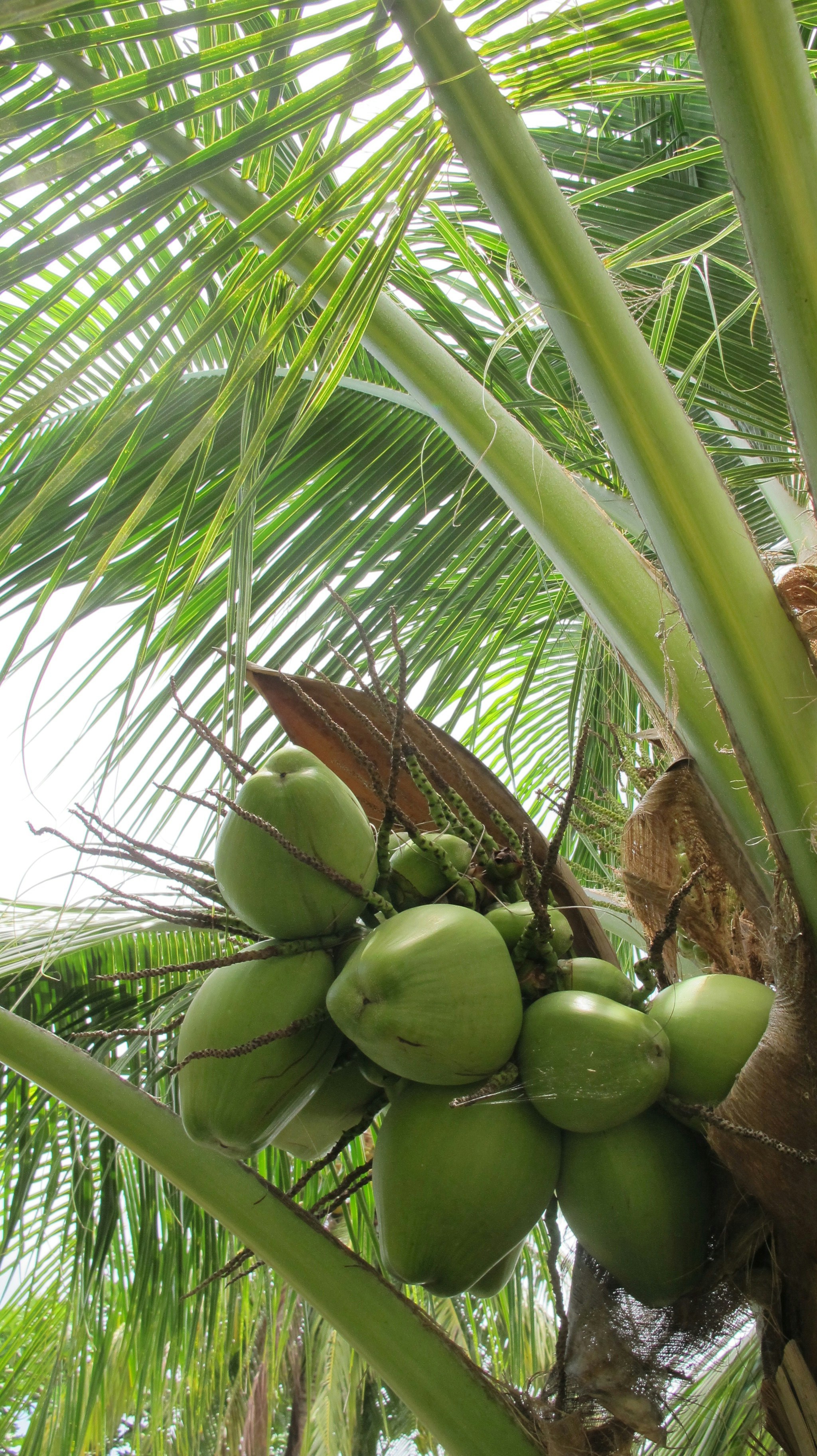 Coco Natural de Guatemala