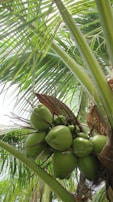 Green coconuts hanging from a palm tree with lush, green leaves surrounding them. The leaves are large, with prominent veins and a bright green color, indicating a tropical environment.