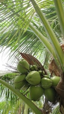 Green coconuts hanging from a palm tree with lush, green leaves surrounding them. The leaves are large, with prominent veins and a bright green color, indicating a tropical environment.