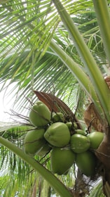 Green coconuts hanging from a palm tree with lush, green leaves surrounding them. The leaves are large, with prominent veins and a bright green color, indicating a tropical environment.