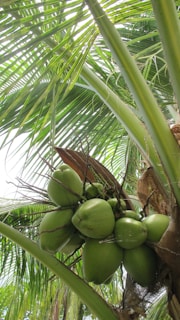 Green coconuts hanging from a palm tree with lush, green leaves surrounding them. The leaves are large, with prominent veins and a bright green color, indicating a tropical environment.