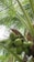 Green coconuts hanging from a palm tree with lush, green leaves surrounding them. The leaves are large, with prominent veins and a bright green color, indicating a tropical environment.