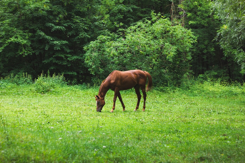 brown horse