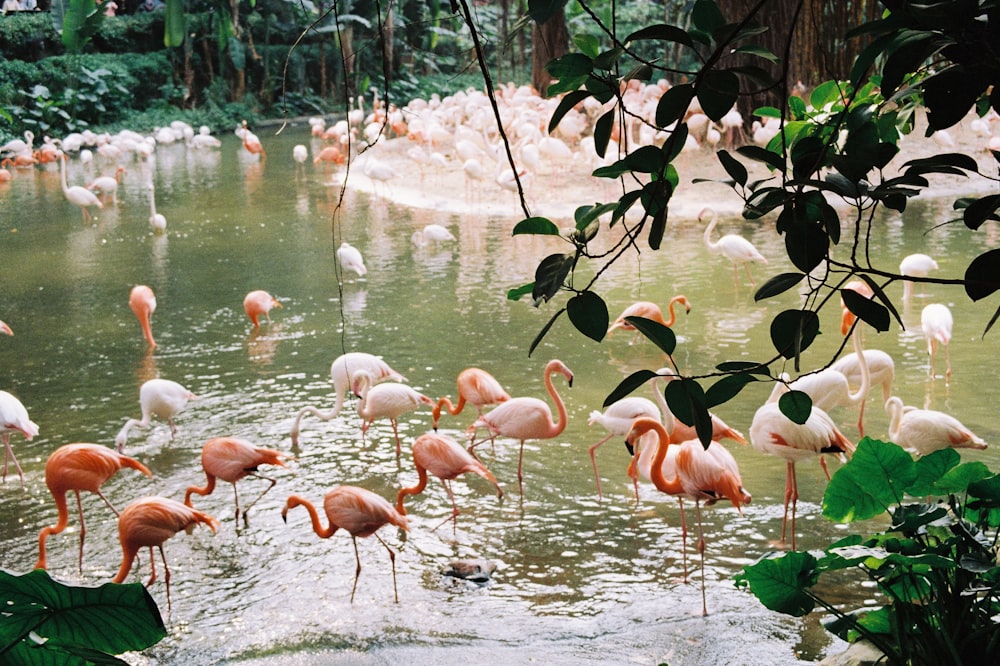 group of flamingo