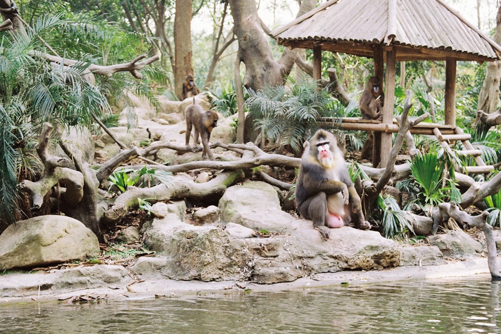 monkey sitting on rock near river