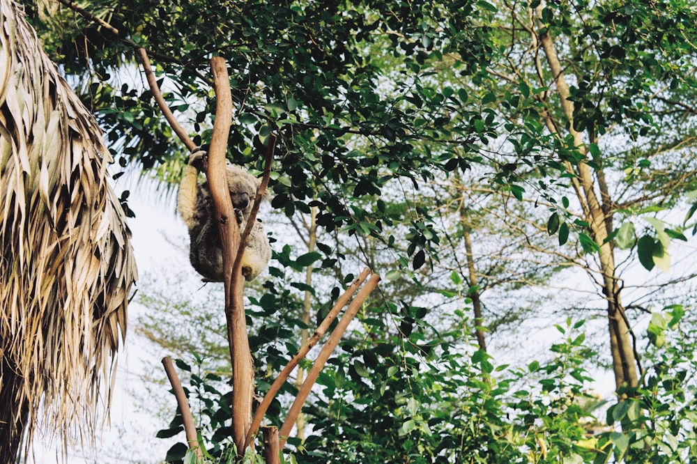 koala bear on tree