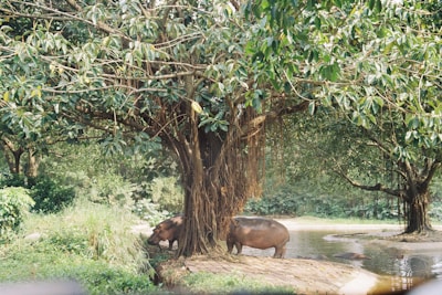 Two hippos stand near a large tree with dense, leafy branches and hanging roots in a lush, green environment. The hippos are next to a small body of water surrounded by greenery.