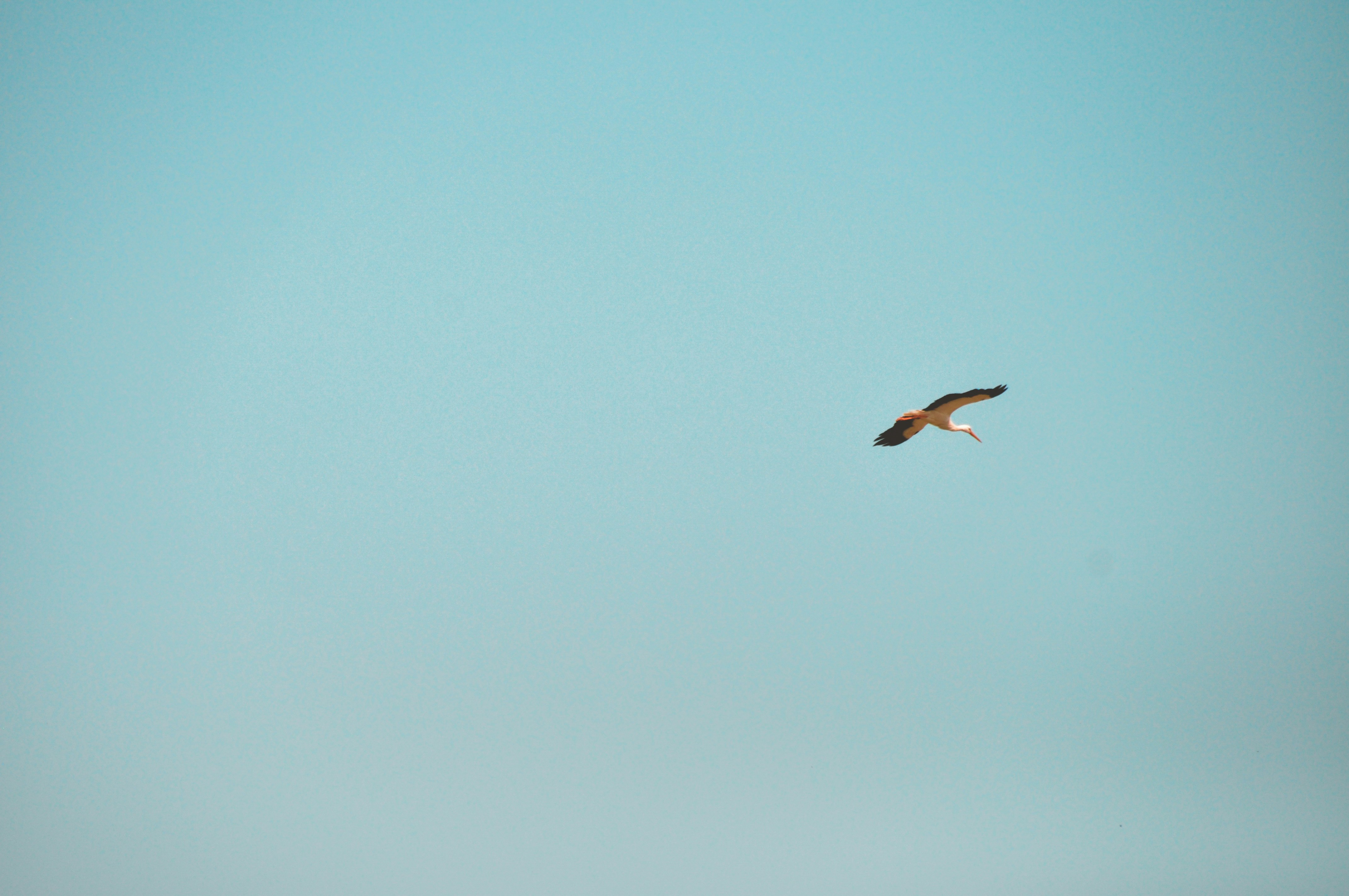 Photo by arjanschoorl