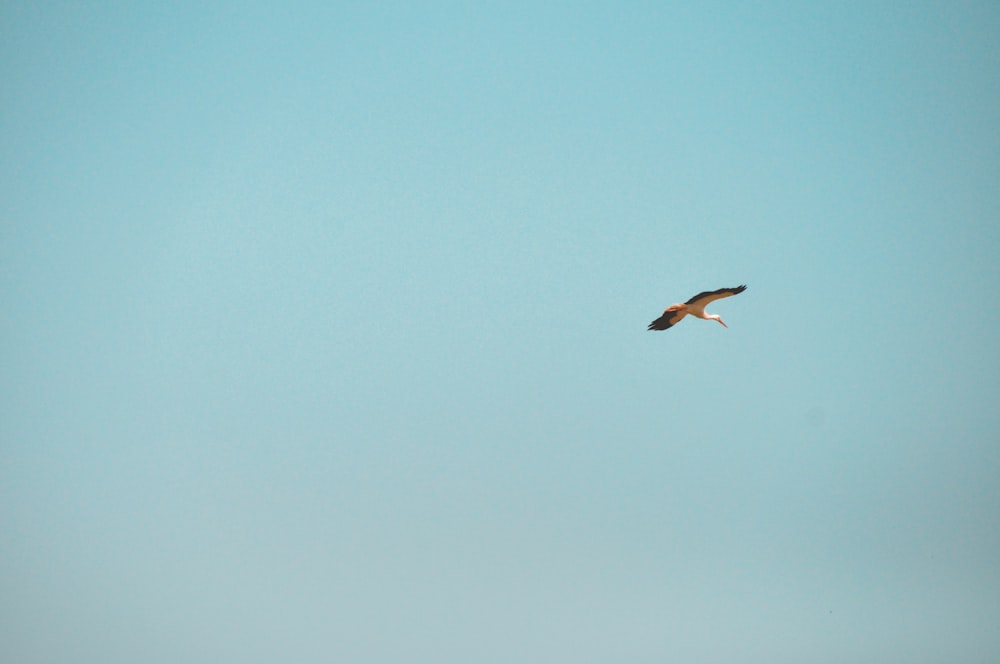 bird flying during daytime