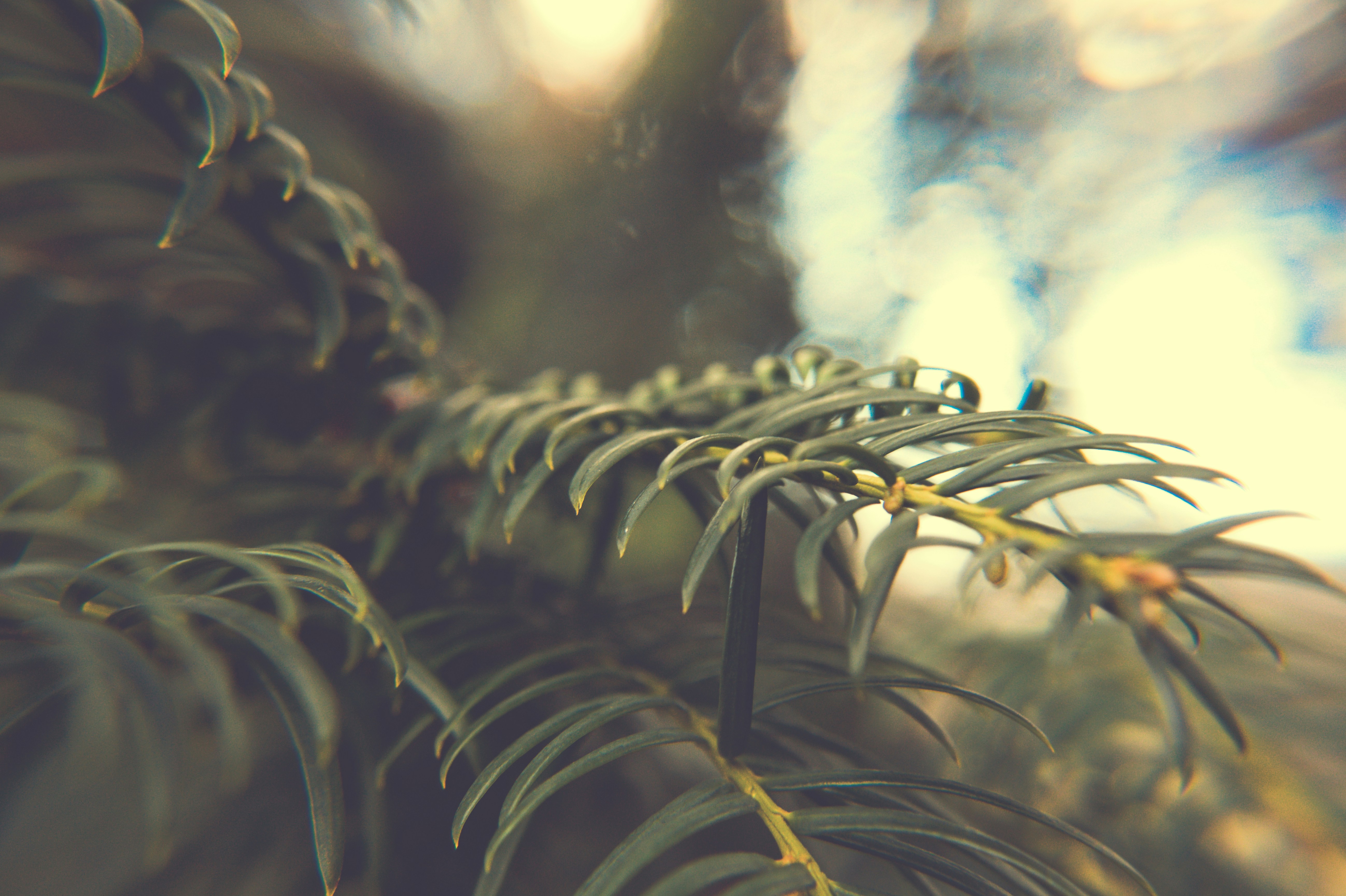 a close up of a plant with a blurry background