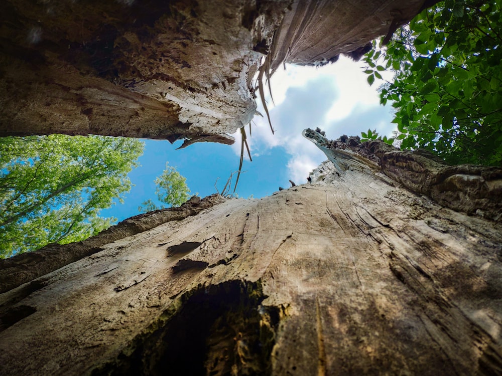 tree stump