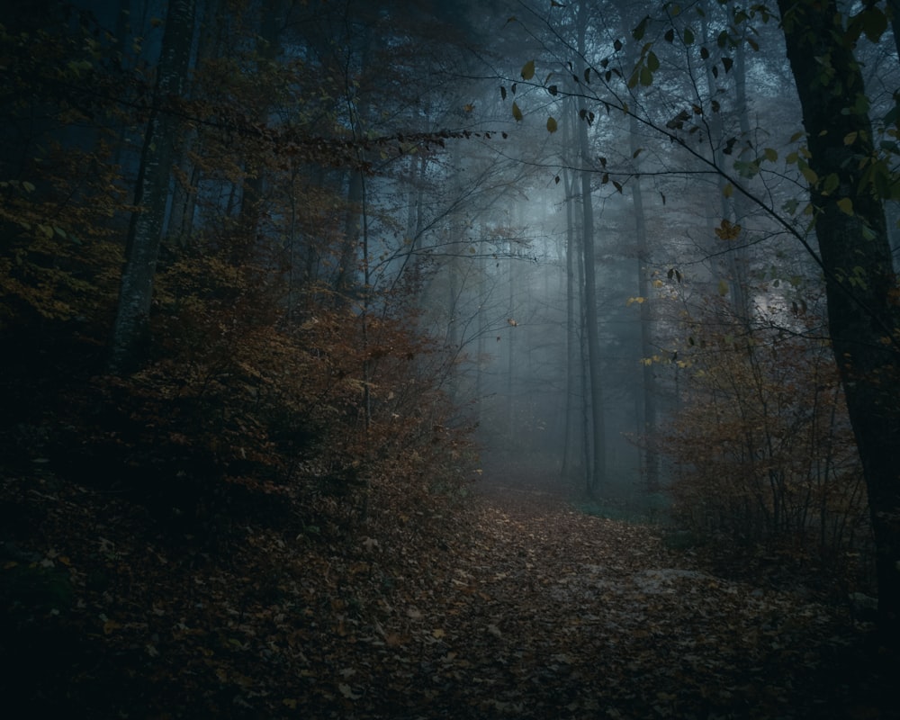 霧のある森の写真
